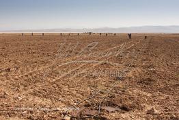 Image du Maroc Professionnelle de  Des ouvriers s'activent à la mise en place d’un système moderne d'arrosage qui laisse passer l’eau petit à petit, dit "goutte à goutte" dans une nouvelle ferme où l’on procède à la plantation d'orangers à Chichaoua, Mardi 27 Février 2007. (Photo / Abdeljalil Bounhar) 